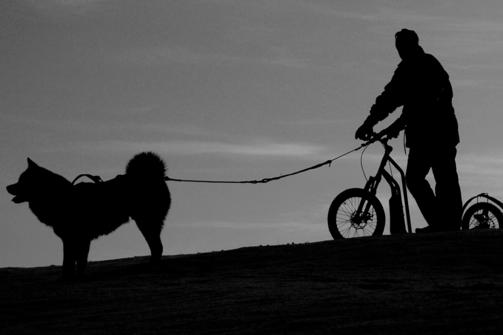 bicicleta cachorro